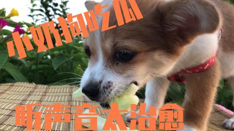 吃瓜狗主人回应视频,揭秘事件背后真相