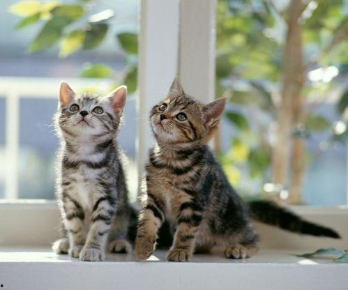 猫咪可以吃棚瓜嘛视频讲解,营养与安全的视频解析
