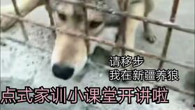 吃瓜狼有换装嘛视频,视频带你领略时尚变身
