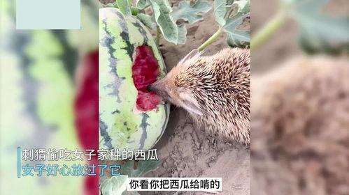 女子放过吃瓜刺猬视频,善良的力量