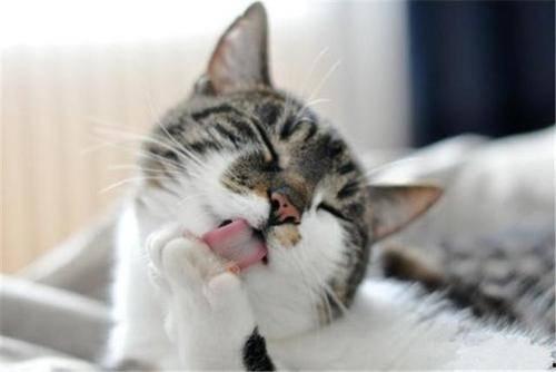 猫咪吃乳瓜好吗视频大全,视频大全揭秘营养与注意事项
