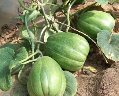 香瓜猫吃瓜视频,趣味横生的瓜界探险记