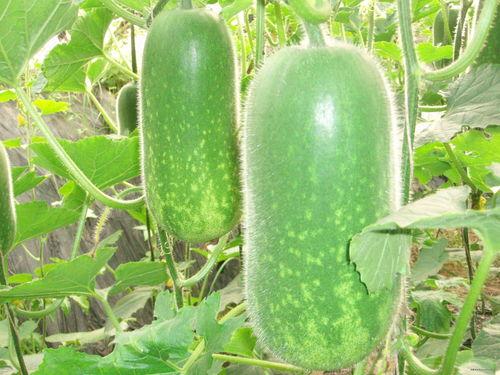 吃瓜勾脖子的视频大全图片,视频大全图片集锦