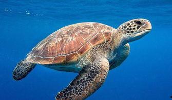 尼加拉瓜人吃海龟吗视频,海龟保护与当地饮食习惯的冲突