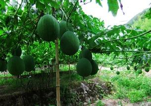 吊瓜是咋吃的啊视频讲解,视频教学带你轻松上手