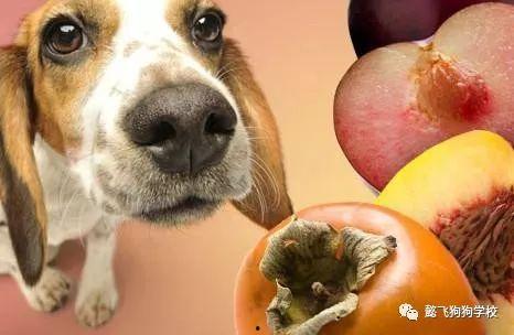 狗可以吃静冈蜜瓜吗视频,静冈蜜瓜，狗狗的新宠？