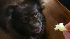 吃瓜的狗狗视频,萌宠欢乐时光